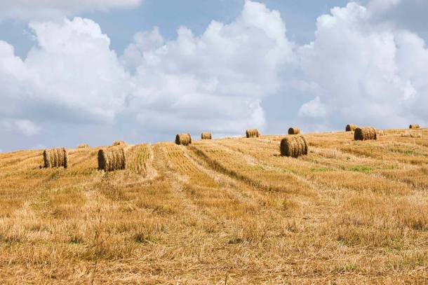 CAMPAGNA SICILIANA